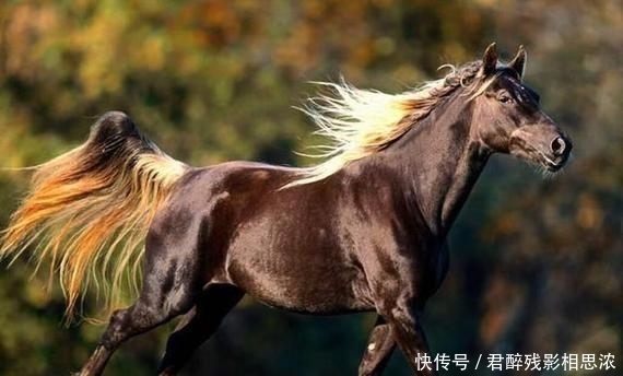 汗血宝马|汉武帝不惜发动战争只是为了一匹马,这其中有什么缘故?