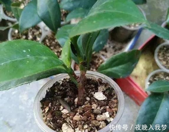 扦插|9月养桂花,一夜间十里飘香!选些枝干扦插,30天就能移栽