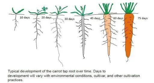 适合|冬天吃不起菜新西兰华人6月种菜攻略,适合新人上手