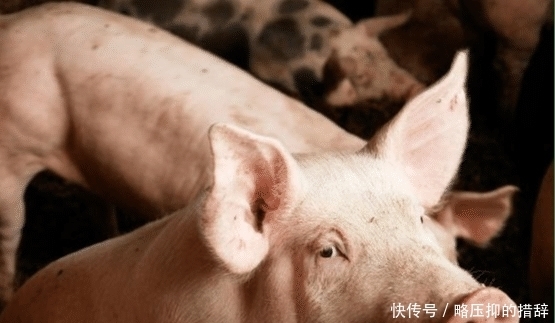 鸡的寿命是多长?猪、狗、牛、鹅不杀又