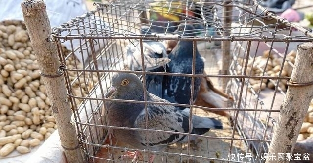 后路|男子拉着一车野兔去卖,50元一只很便宜,近看后路人都变了脸色