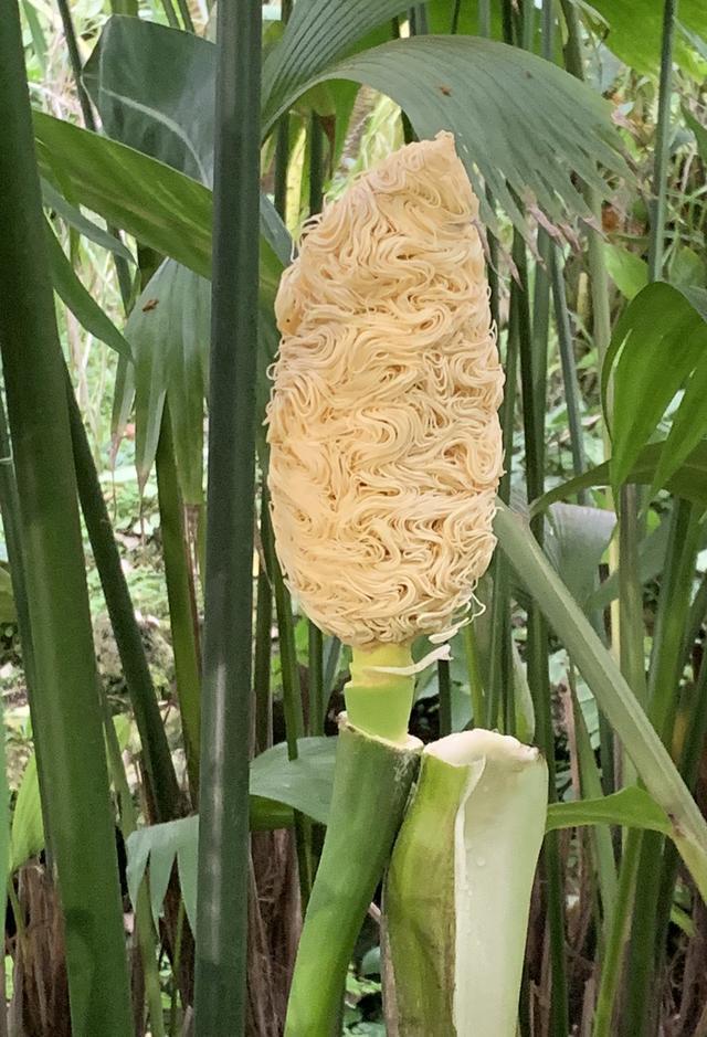 植物|世界上最奇特的植物，盛开的花朵像方便面，勾起人想吃的欲望