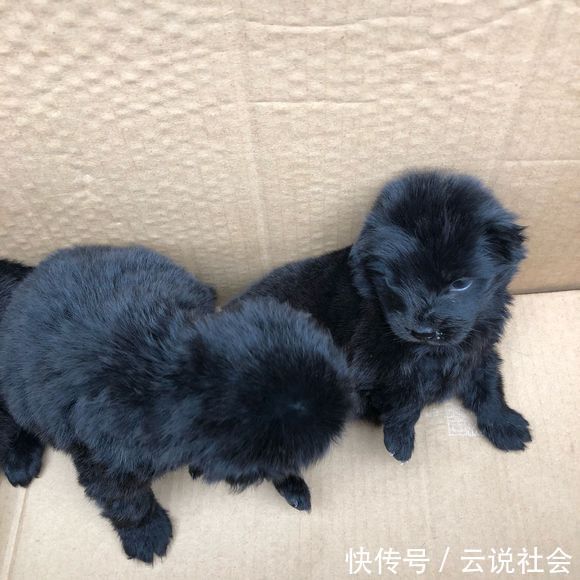 连忙|一窝小黑狗被主人扔路边,便利店阿姨看到连忙心疼地抱起了它们