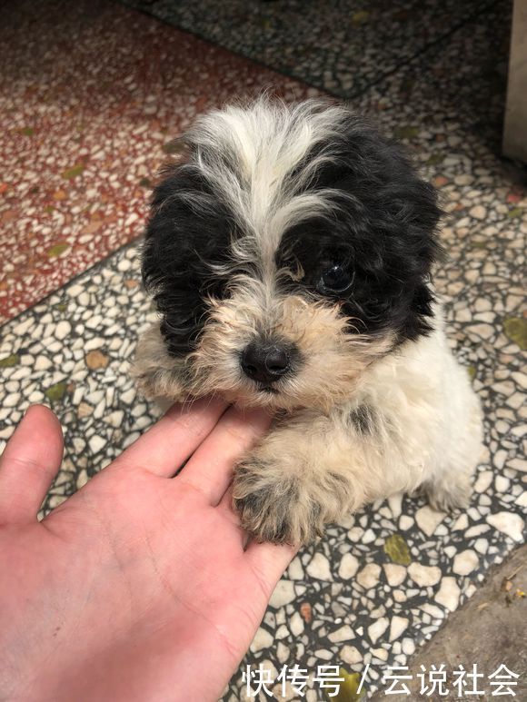 枕头|流浪小奶狗把女孩的脚当枕头,看着它撒娇模样,这一刻她决定收养